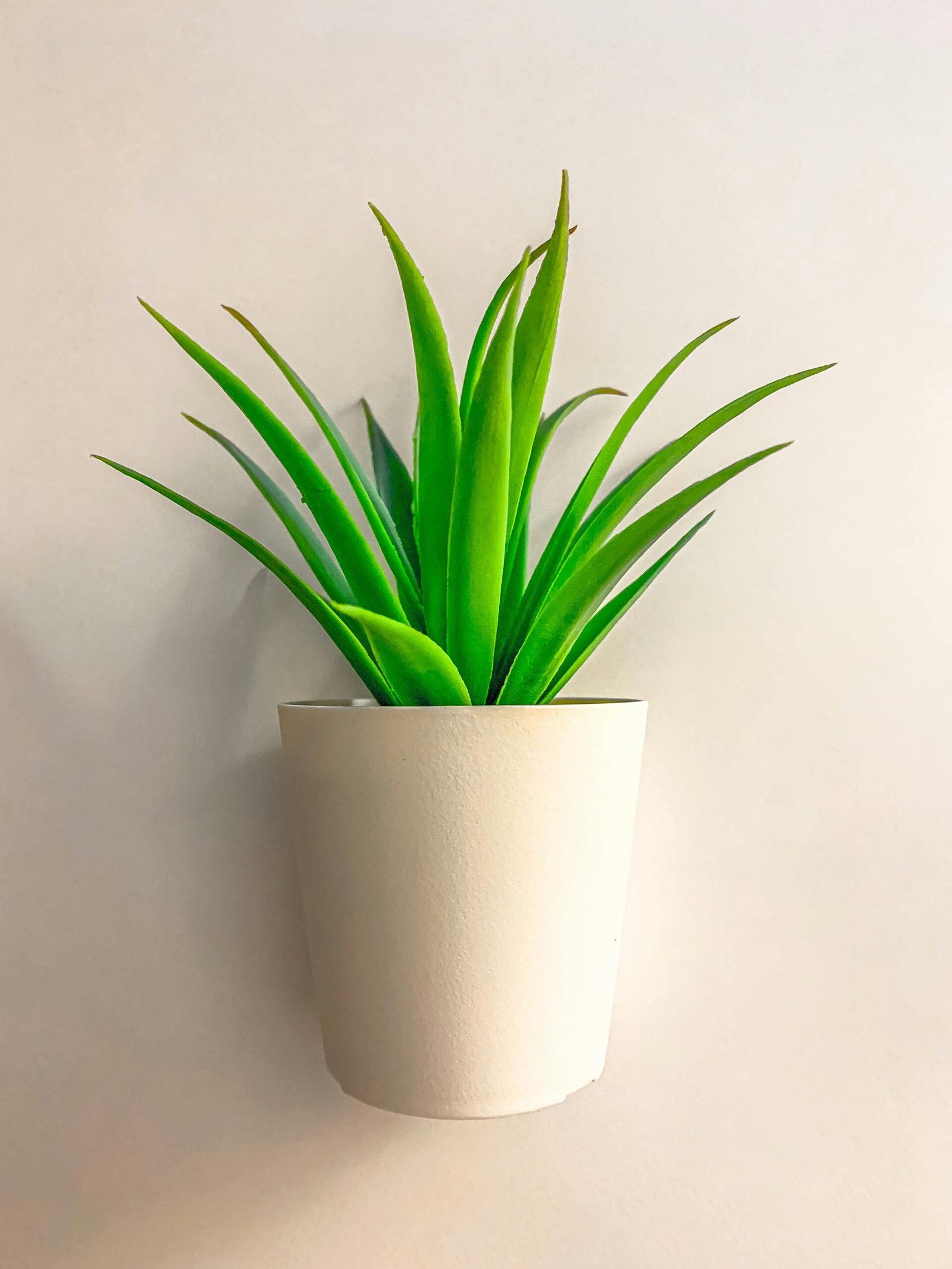 A bright and fresh Sansevieria plant in a sleek white pot, adding a modern touch to indoor decor.