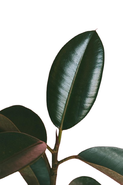 plant removebg preview